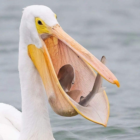 lake, organism वॉलपेपर