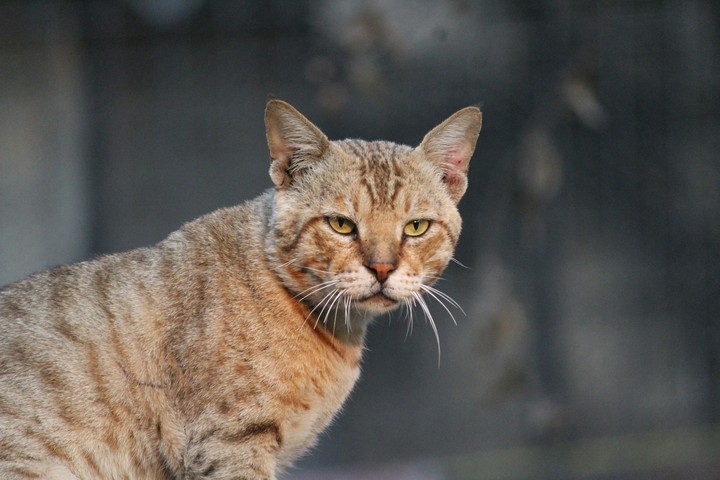 cat