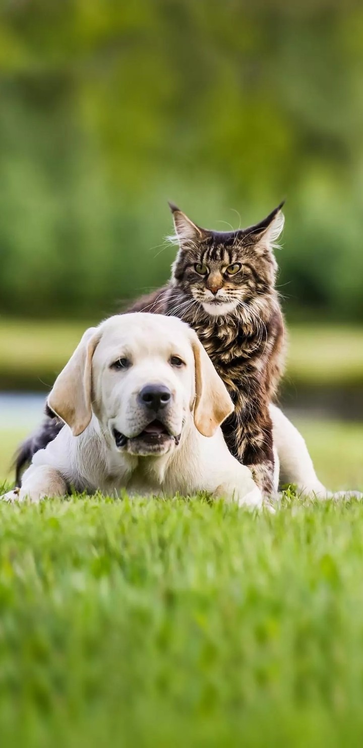 Dog & Cat very Cute picture