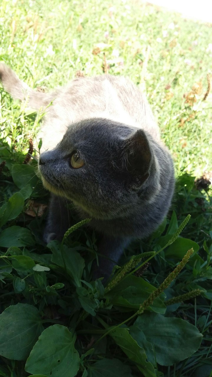 Cat