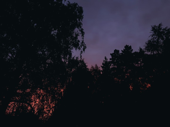 Sunset forest
