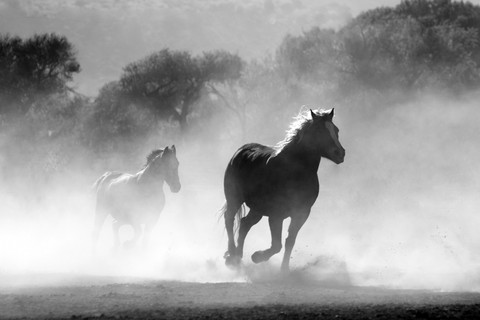 шпалери monochrome, stallion