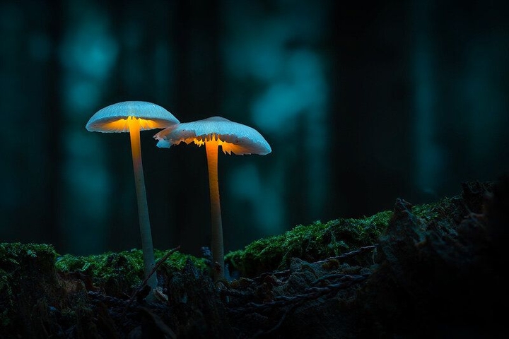 Glowing Mushrooms
