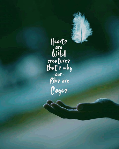 ? Hearts are Wild Creatures ? • •