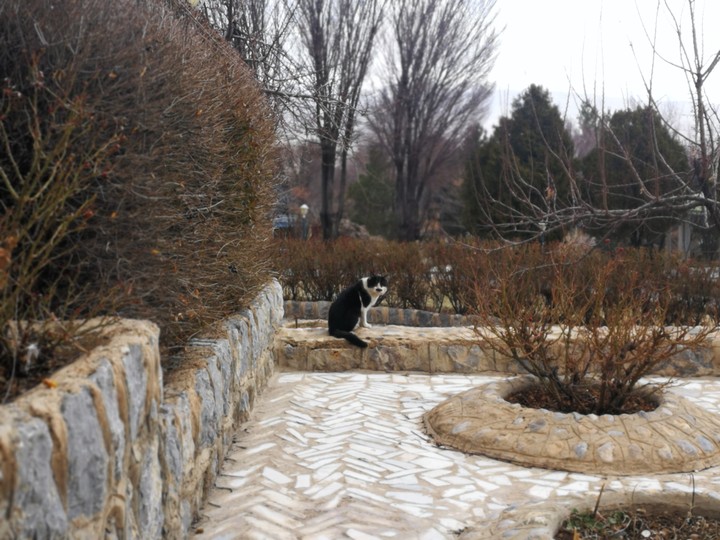 hitler's cat?