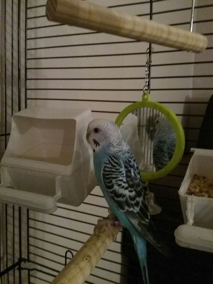 fly free jewel