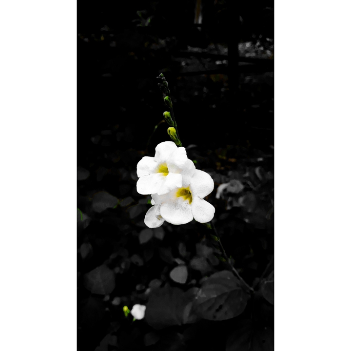 white flower