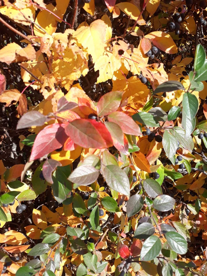 autumn