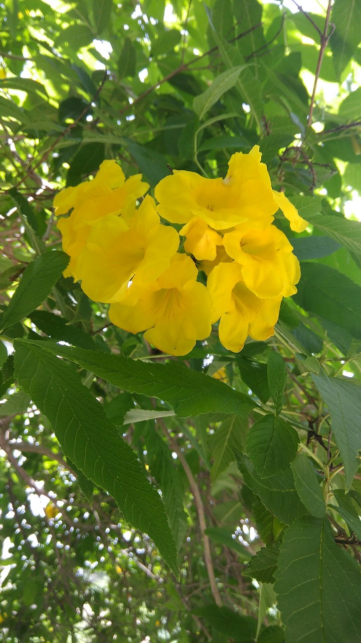 flowers