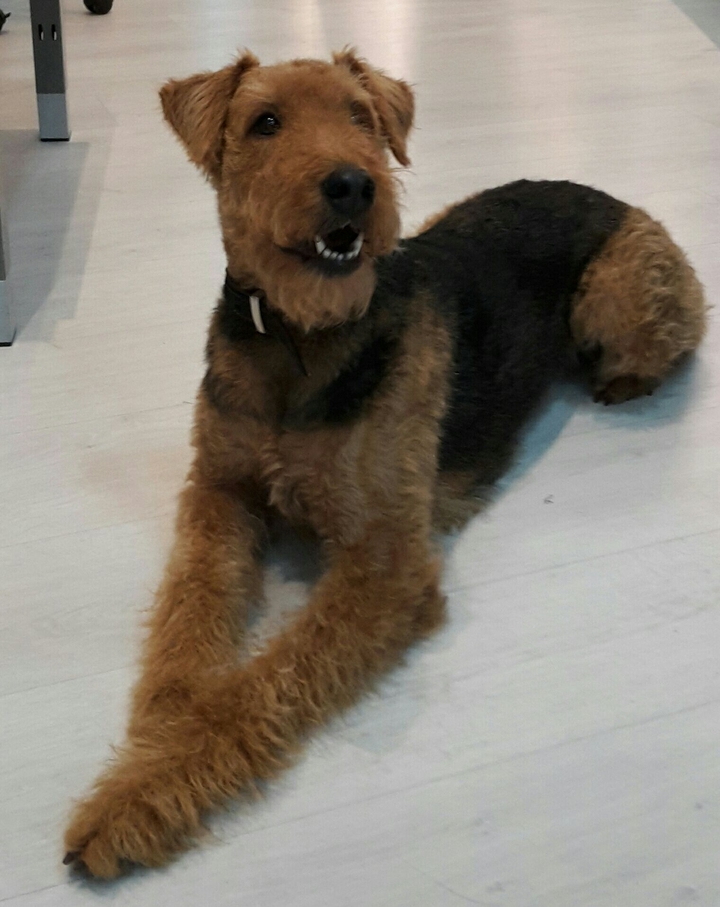 Suki