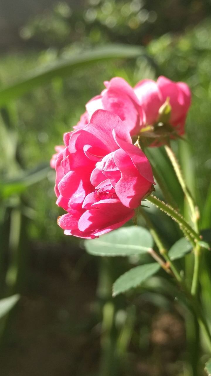 flor rosa