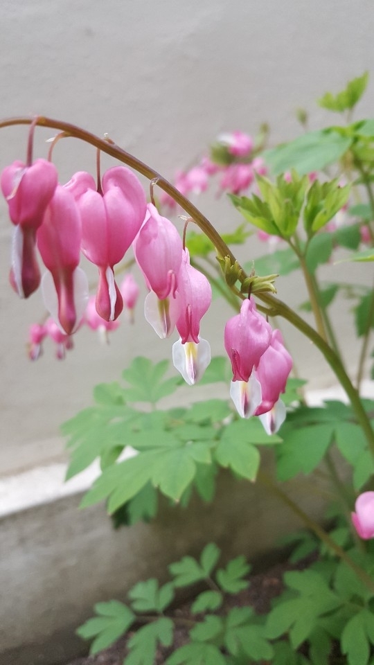 flower in morning