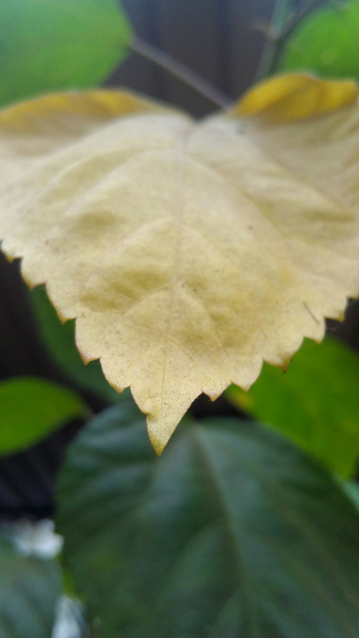 yellow leaf