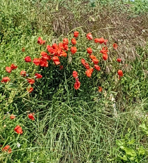 Coquelicot