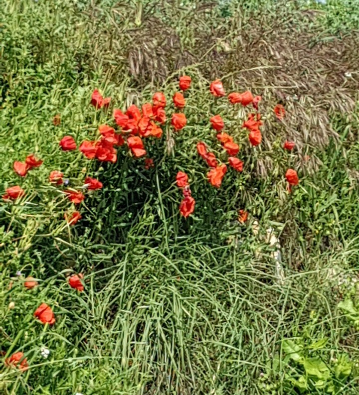 Coquelicot