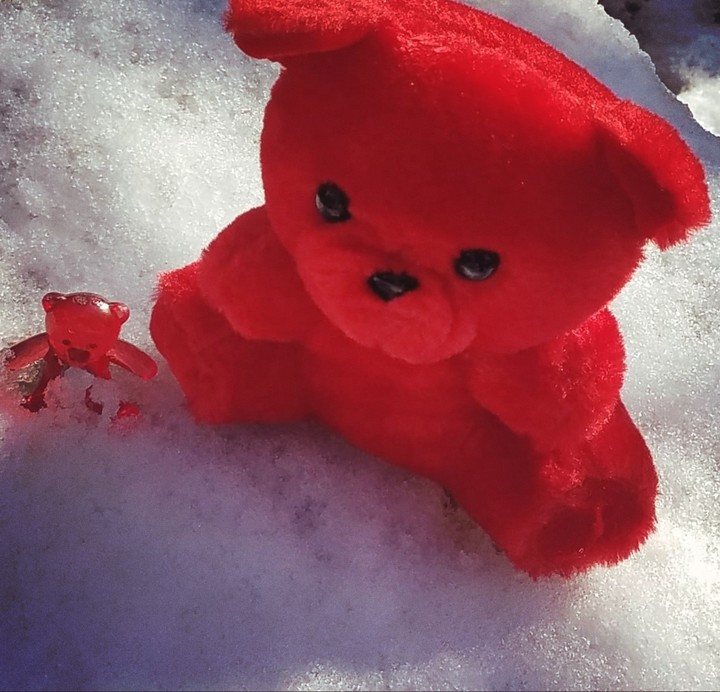 teddy bear in snow