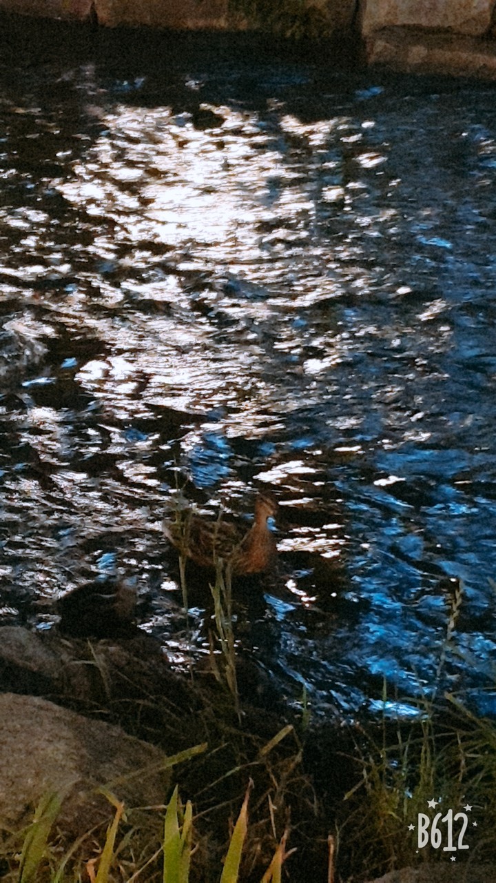 duck(오리)