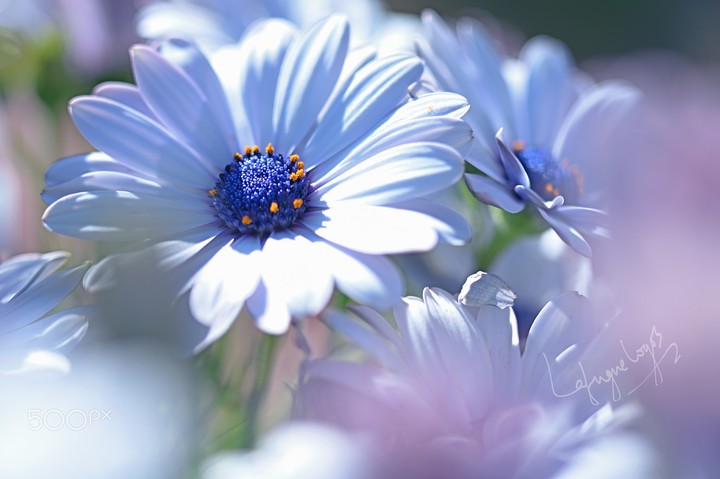 Sweet dream of spring