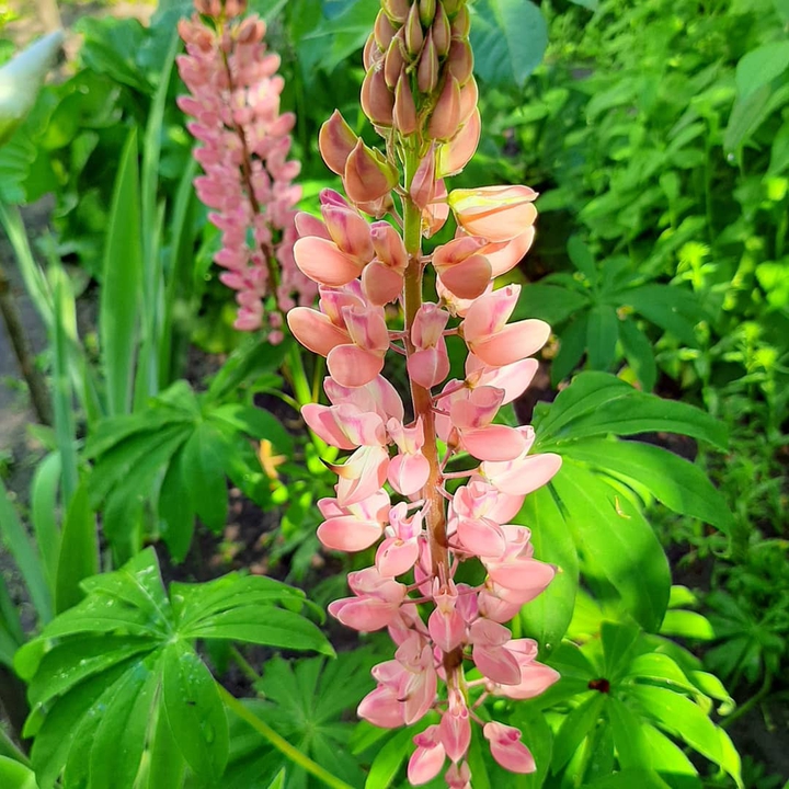 bright moments of summer