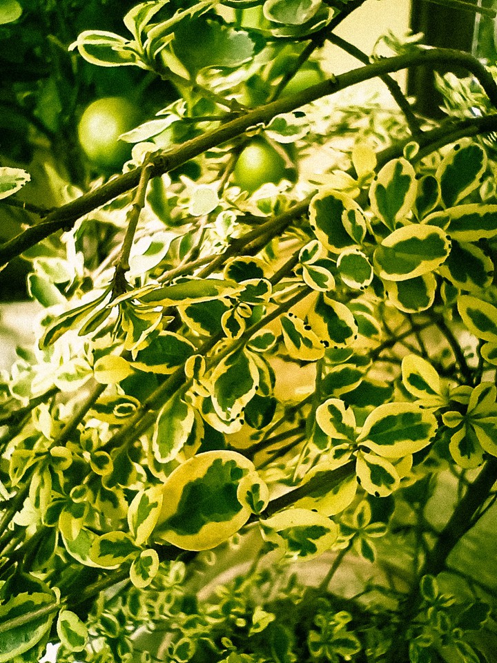 Leaves