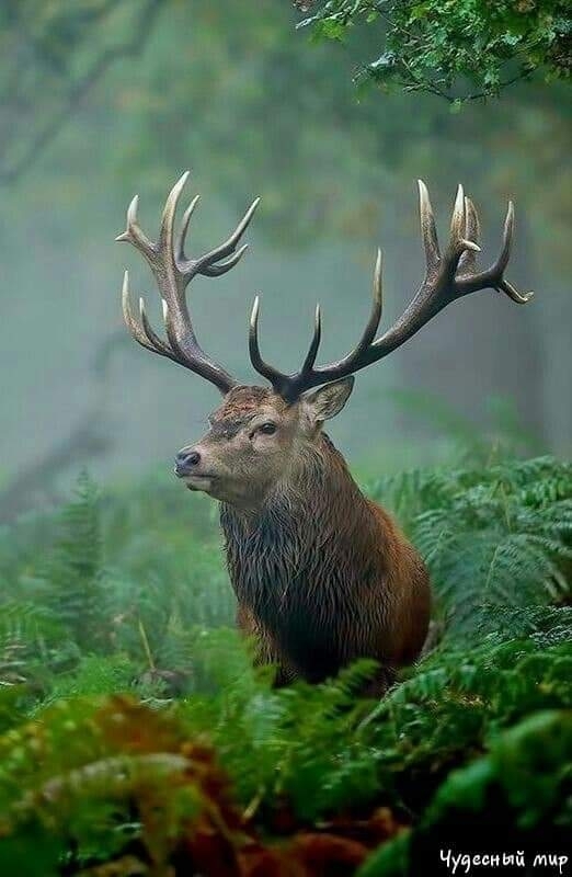природа