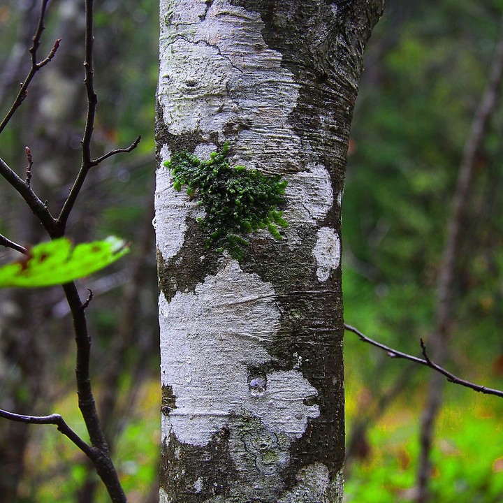 white green tree