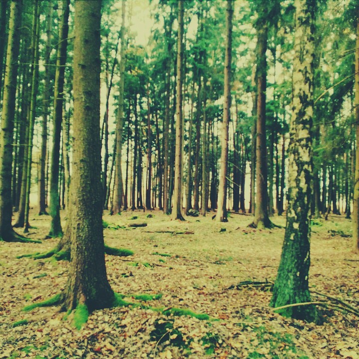 Woodland