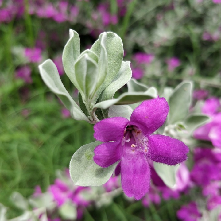 Flower