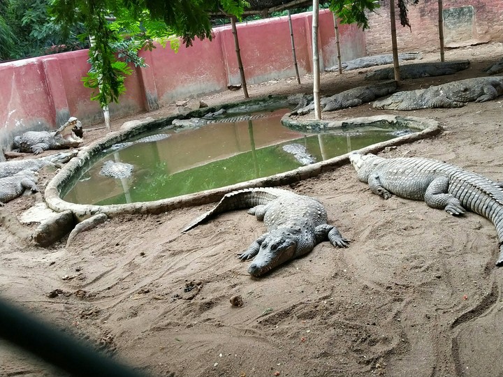 crocodiles