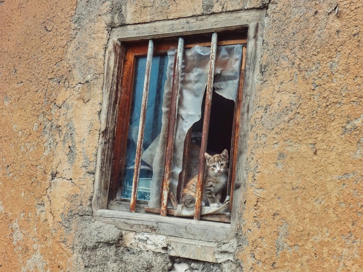 Kitty