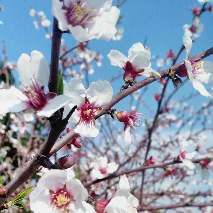 Spring / İlkbahar