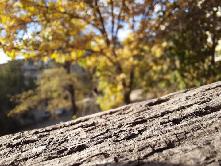 wood
