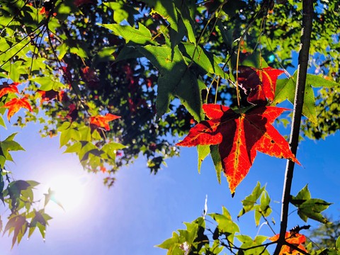 Maple leaf