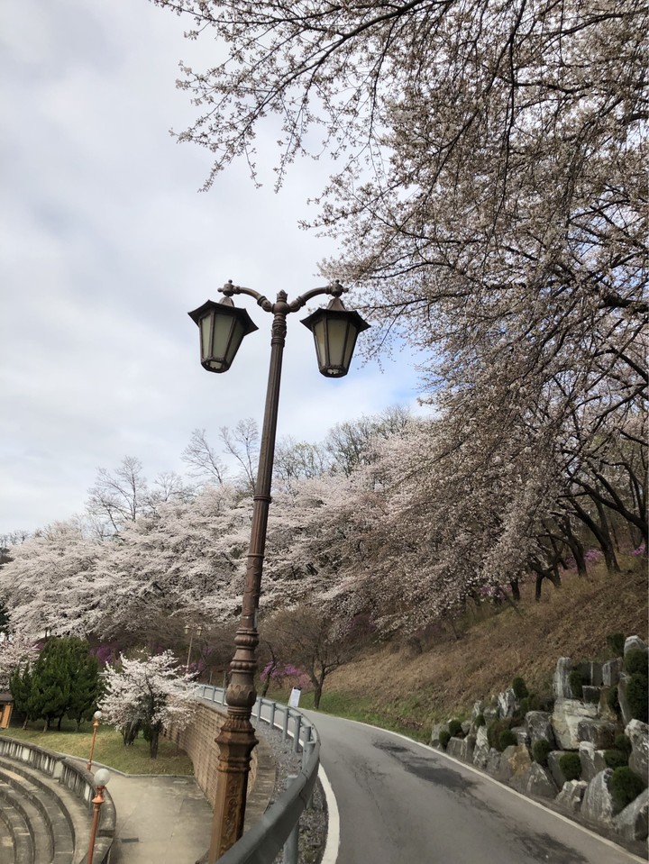 가로수