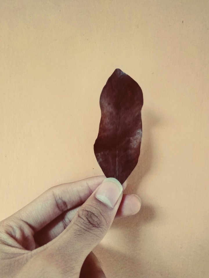 Daun Kering