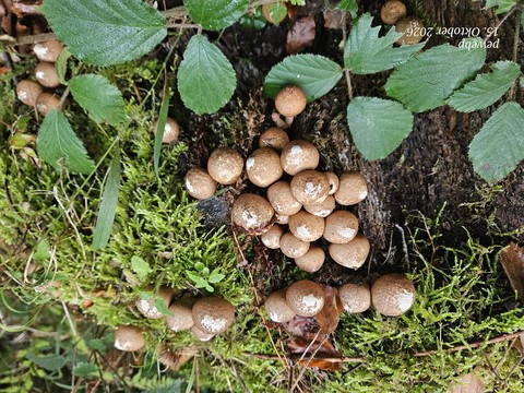 Herbst
