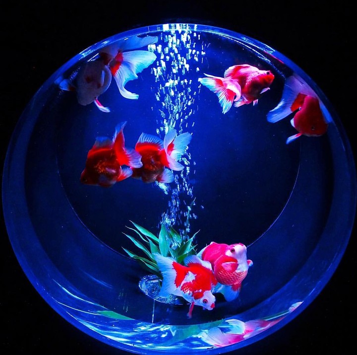 art aquari
