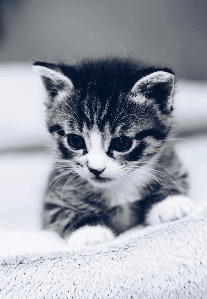 #trop mignon le chat # à croquer 