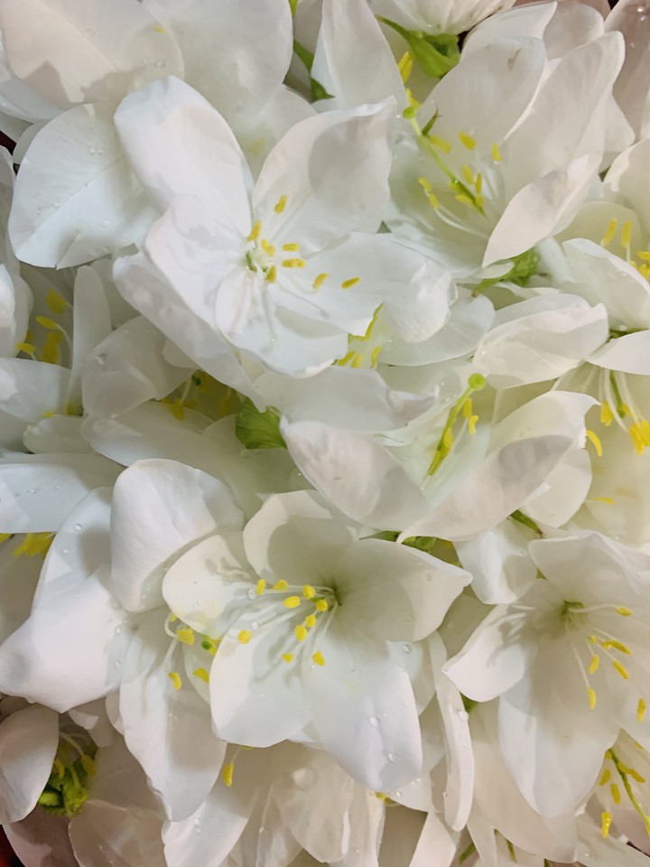 flowers