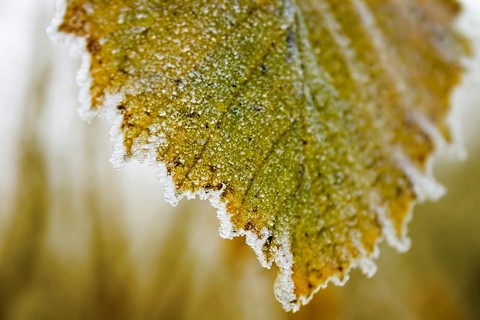 leaf