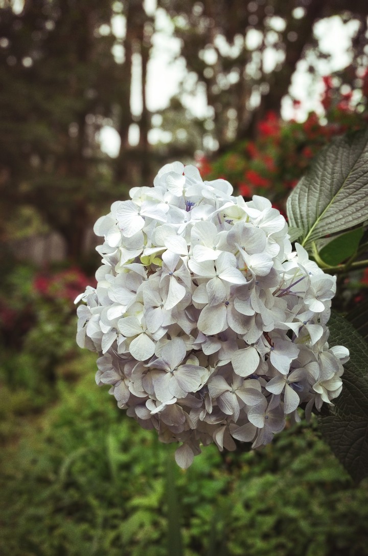 bunch of flowers