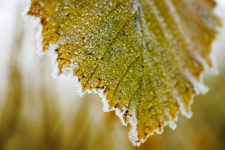 leaf