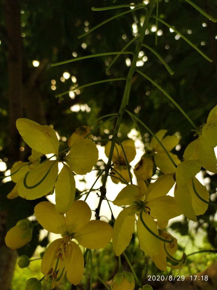 golden shower