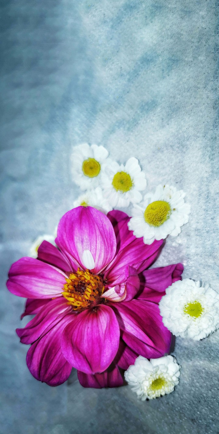 exotic camomile