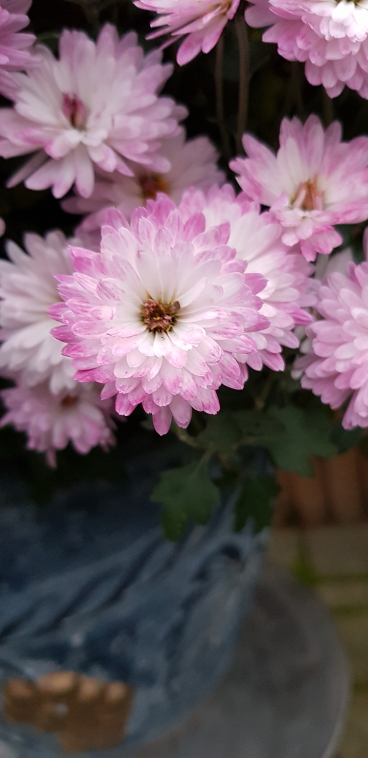 pink , i like it