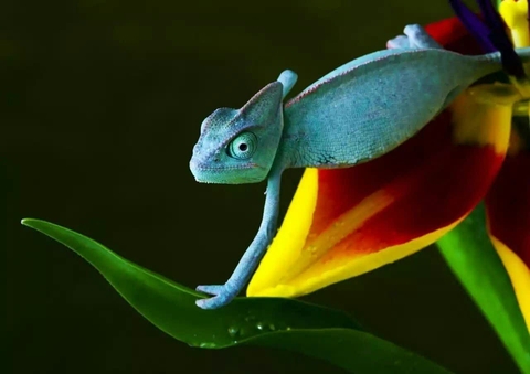 reptile, Close-up wallpapers