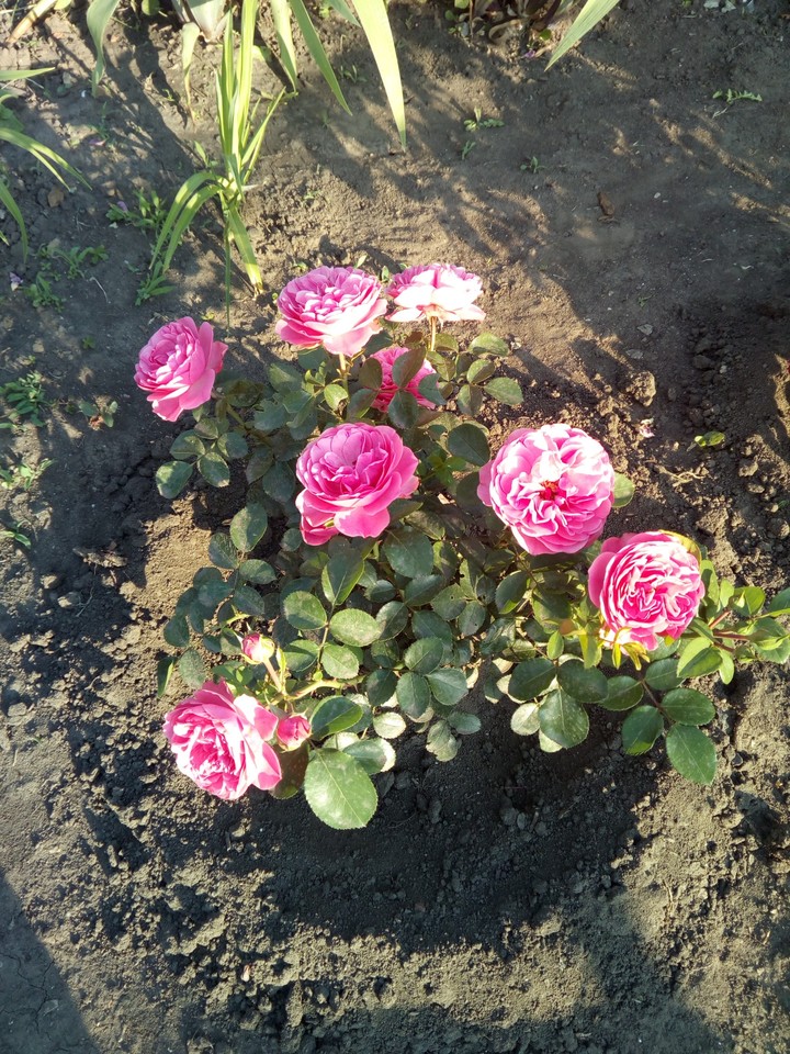 Розы