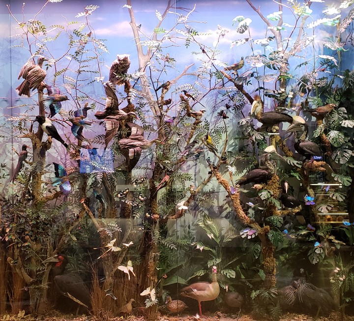Bird Exhibit