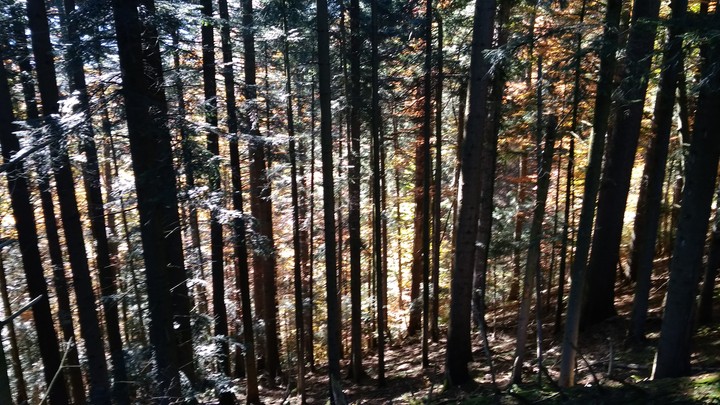 Natural Forrest
