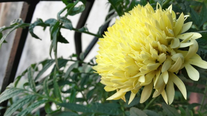Flower